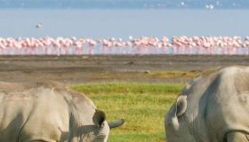 Lake-Nakuru-National-Park