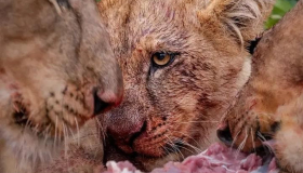 e46105dbe2ac419a8c7259db82d1cb59