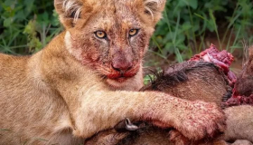 e504d9a98edc434f9b08fa750ae45e66