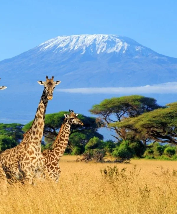 Kilimanjaro