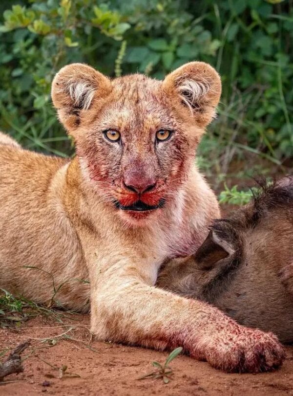 1d9bce2d92224f72bd225891191c26bc